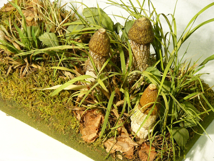 Гриб Сетконоска