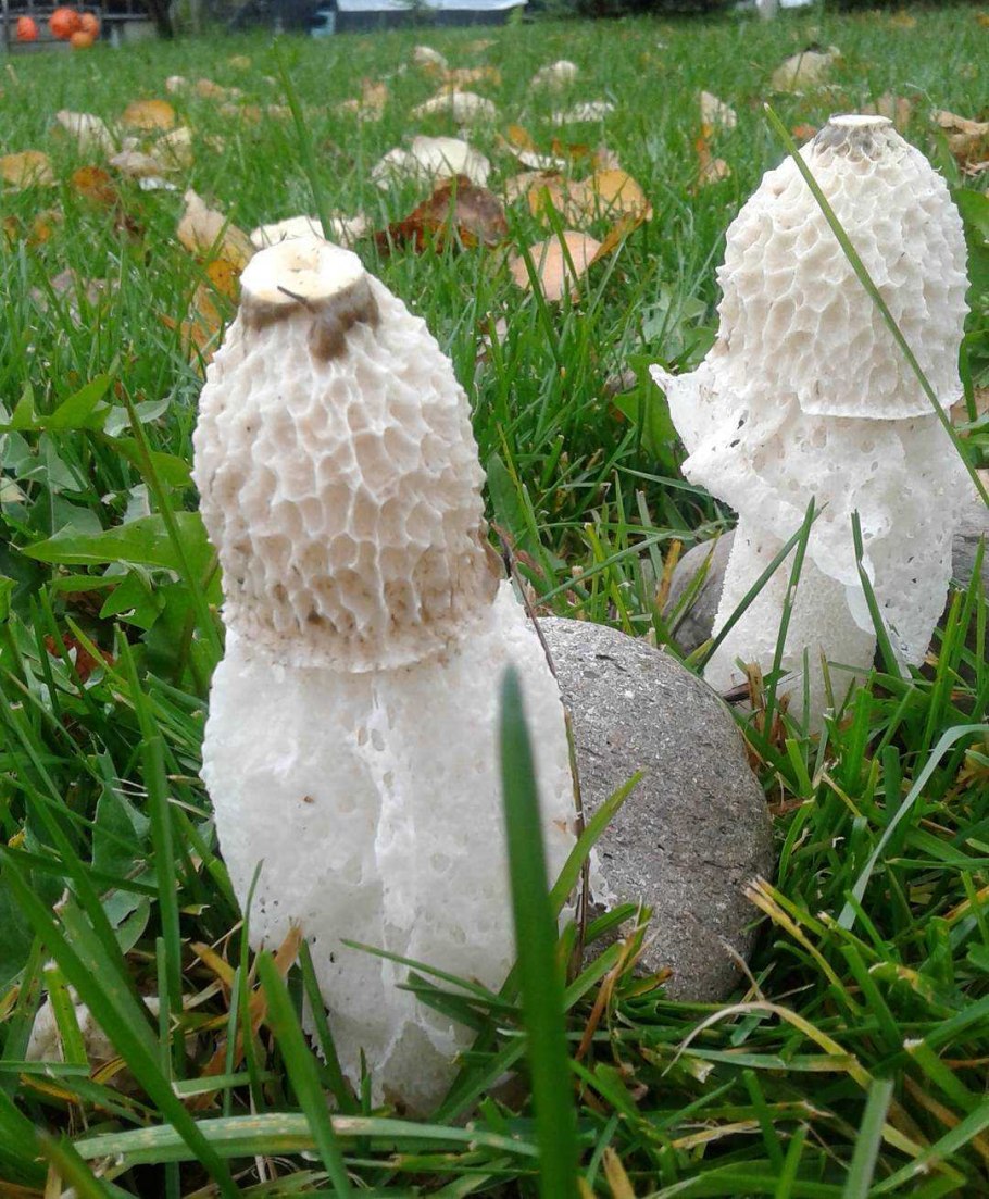 Гриб Веселка Хадриана