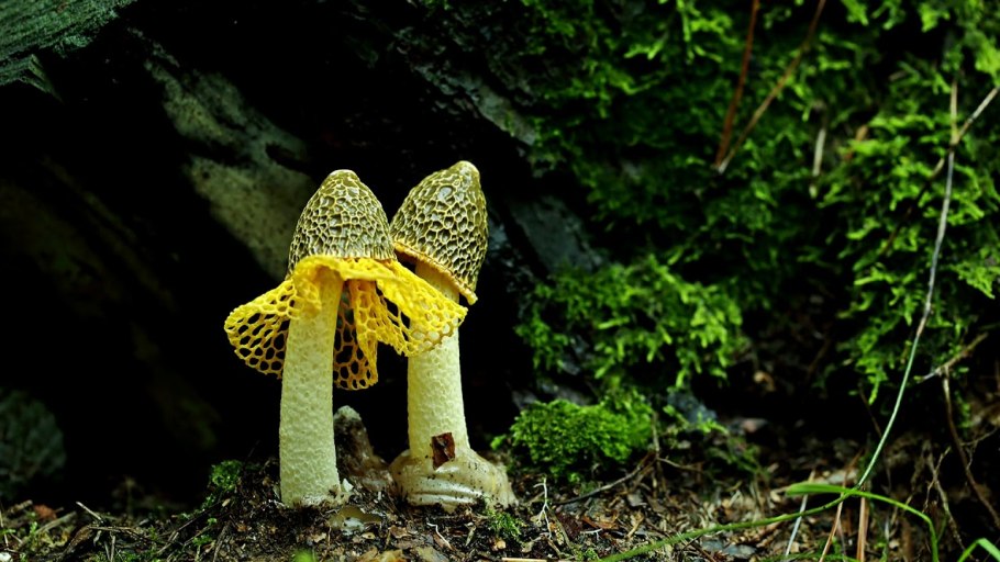 Гриб сетконоска