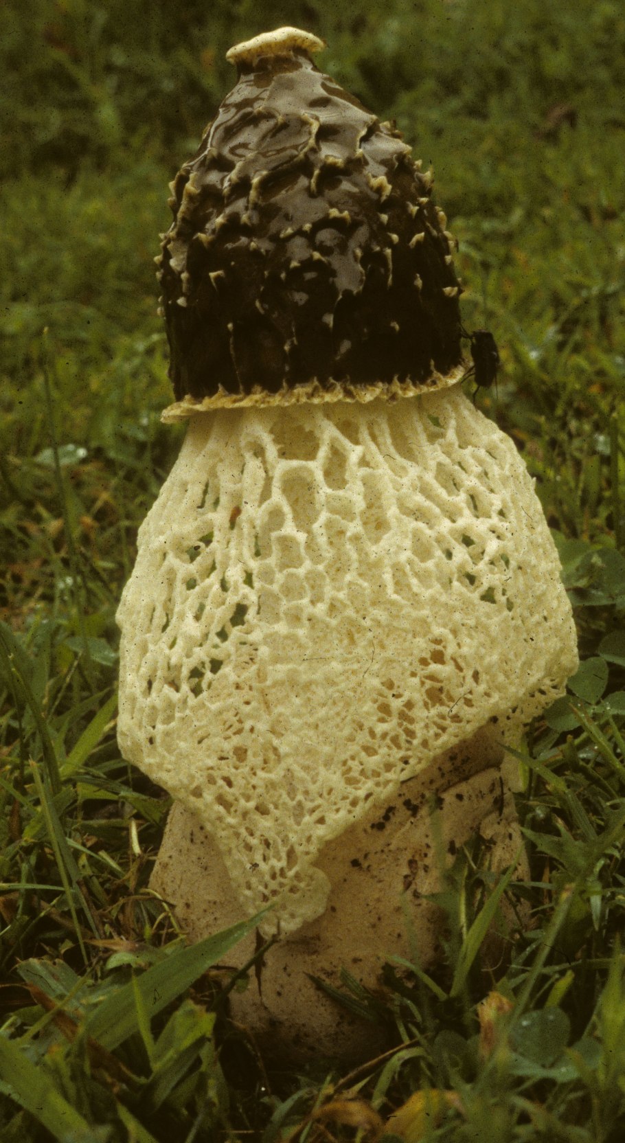 Бамбуковый гриб (phallus indusiatus).