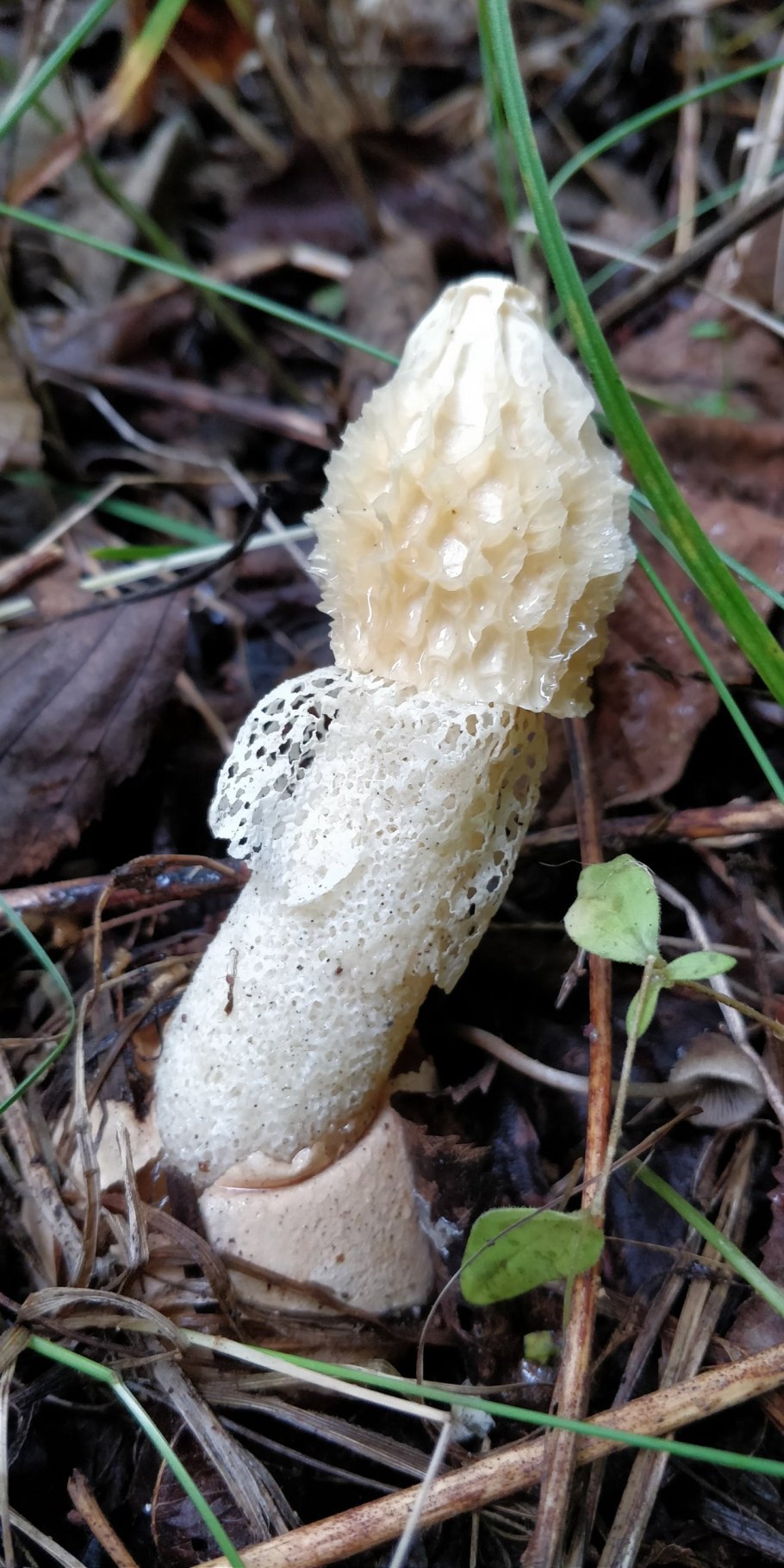 Гриб Веселка Сетконоска