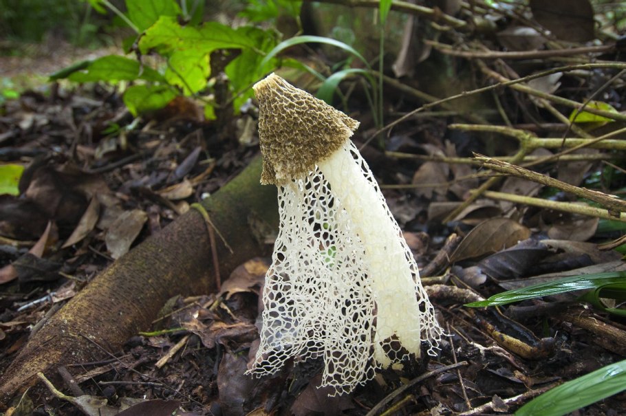 Сетконоска сдвоенная phallus duplicatus