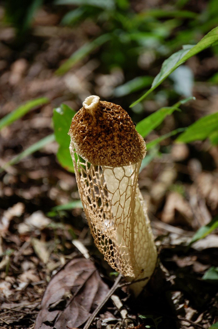 Phallus indusiatus