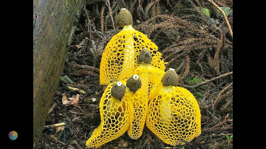 Сетконоска сдвоенная