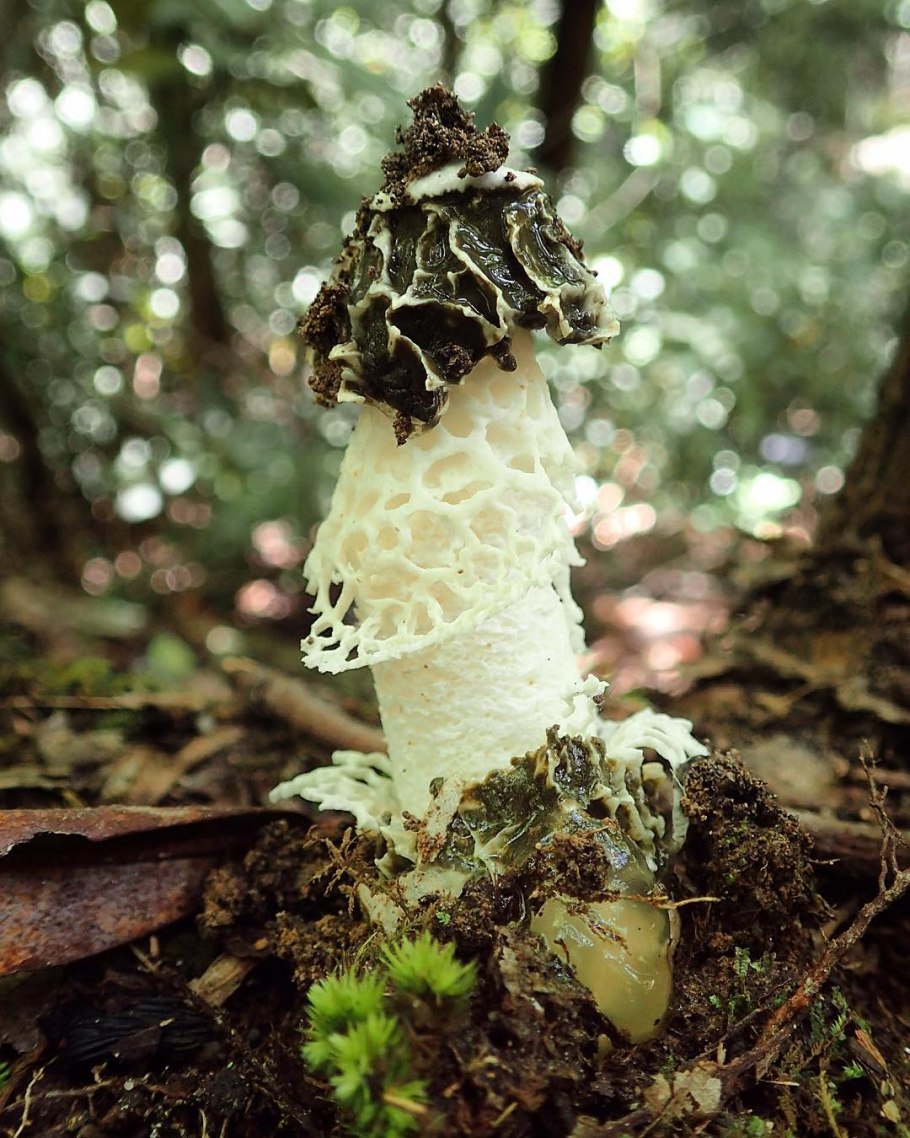 Dictyophora indusiata