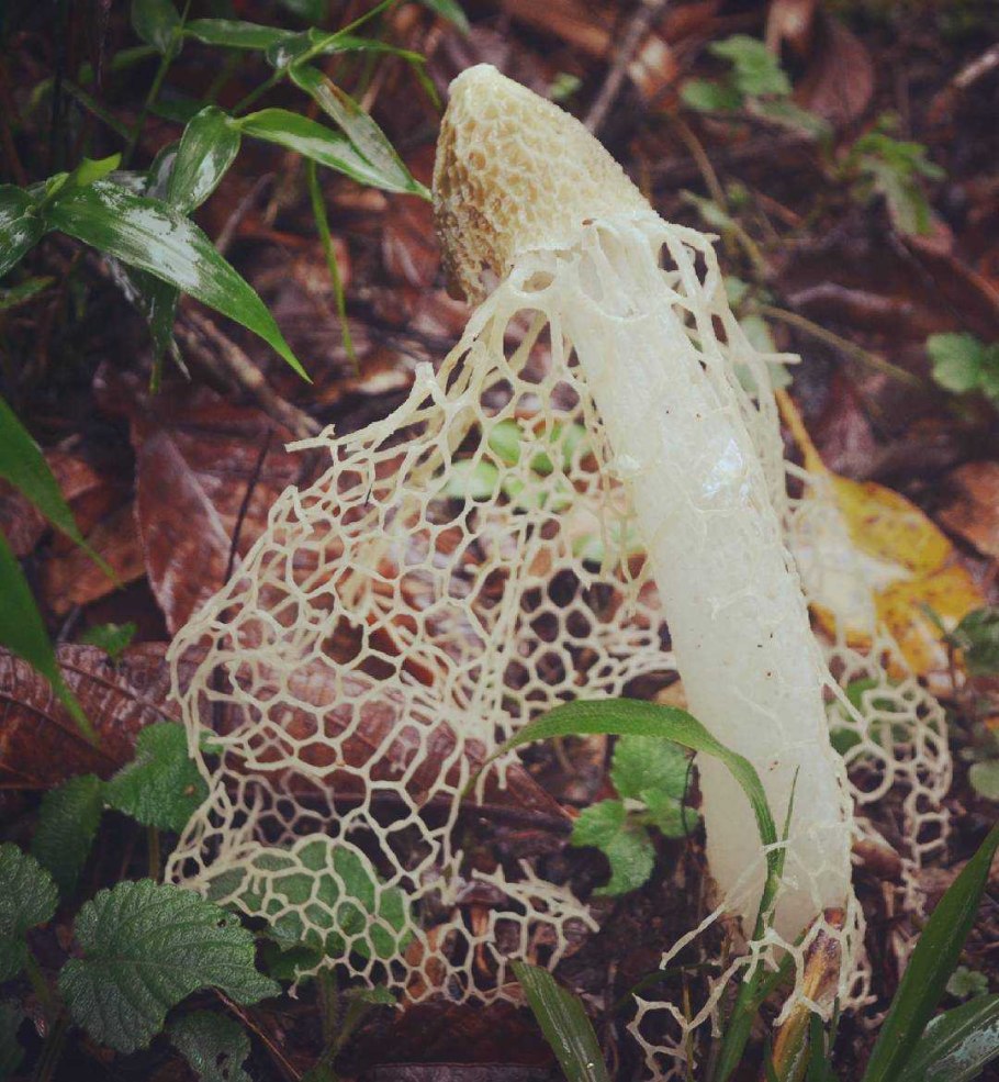 Гриб Веселка Сетконоска