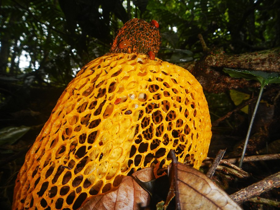 Сетконоска сдвоенная