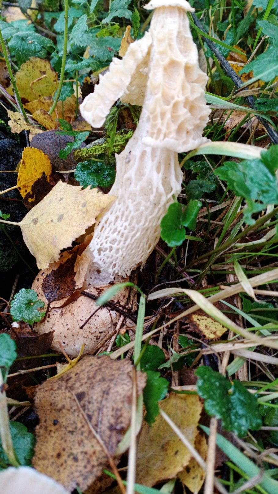 Гриб Томской области Сетконоска