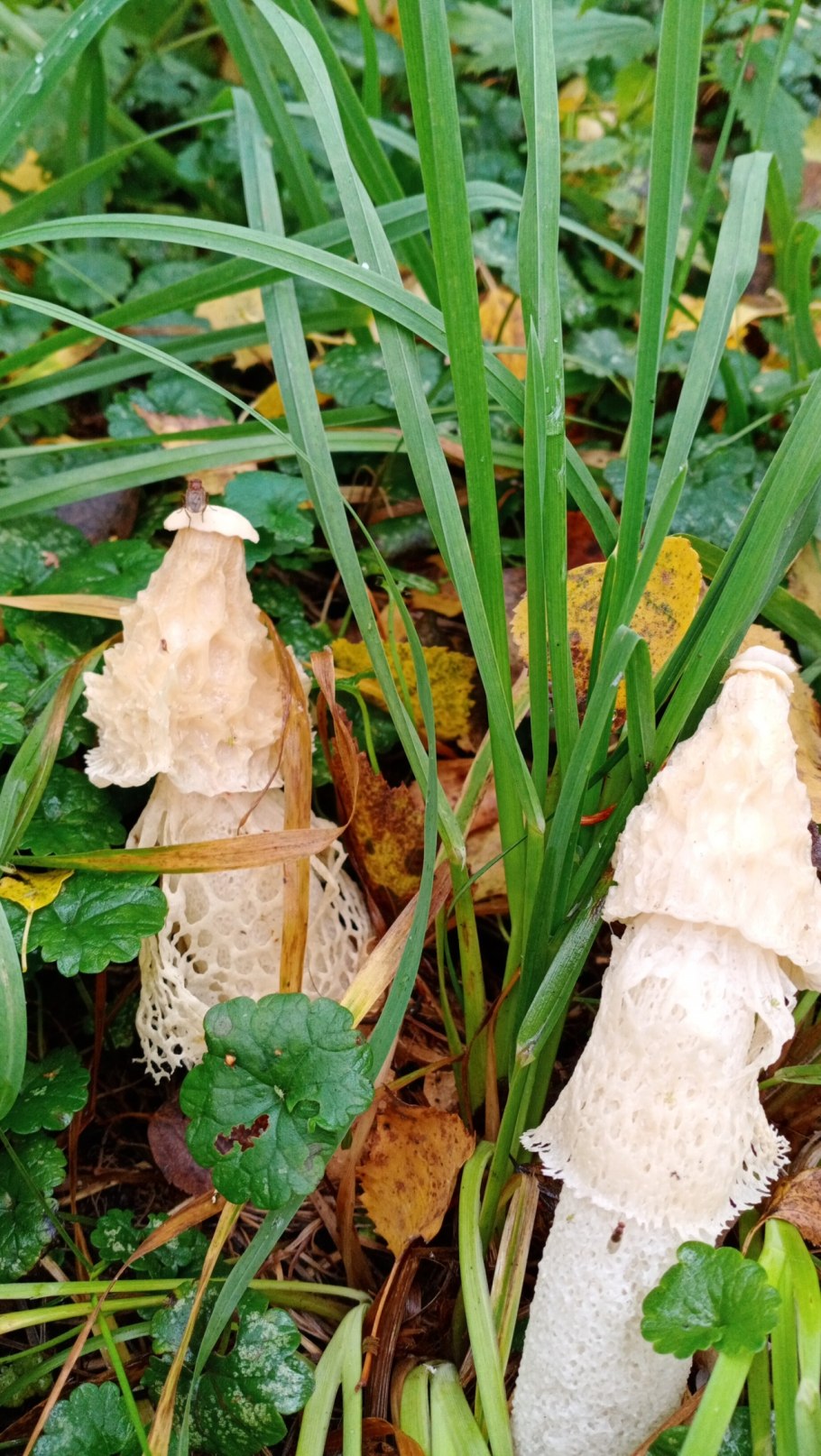 Гриб Веселка Сетконоска