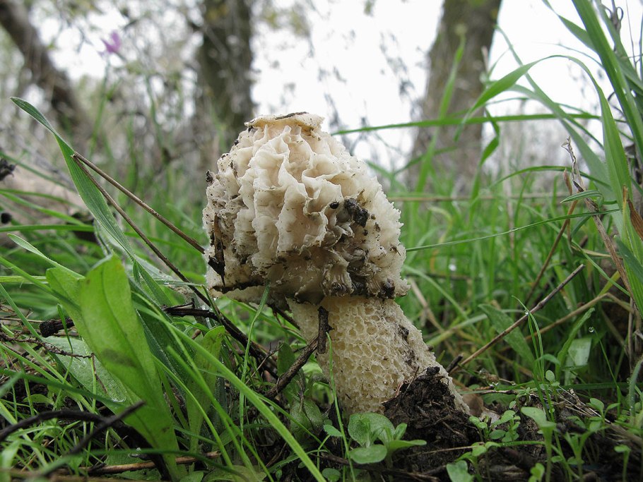 Сетконоска сдвоенная в темноте