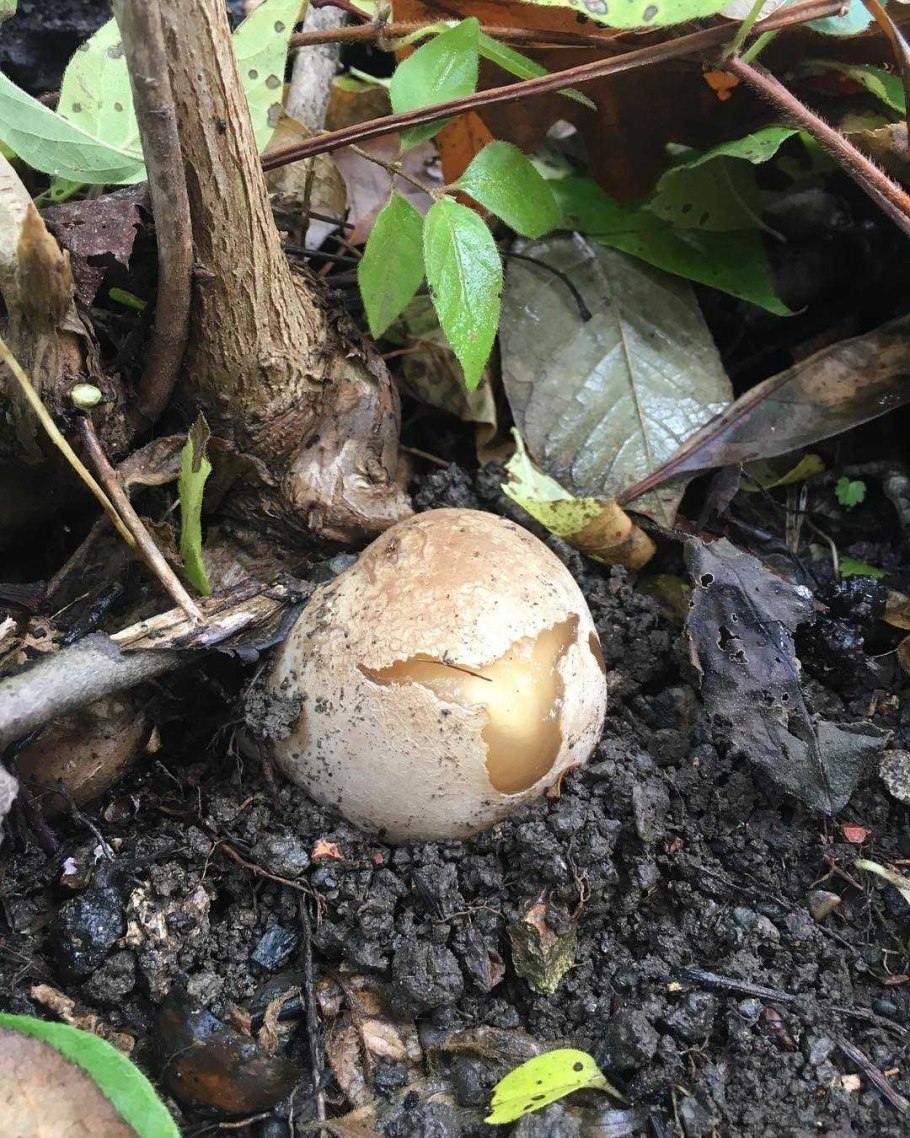 Диктиофора Сетконоска