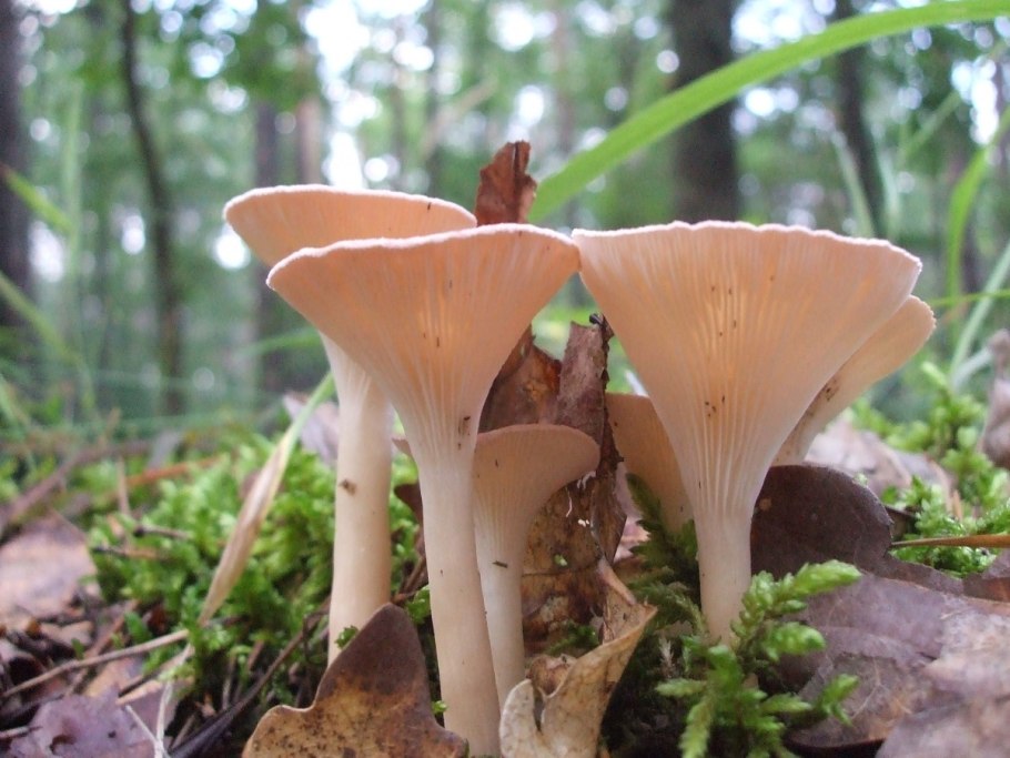 Говорушка ворончатая (Clitocybe Gibba)