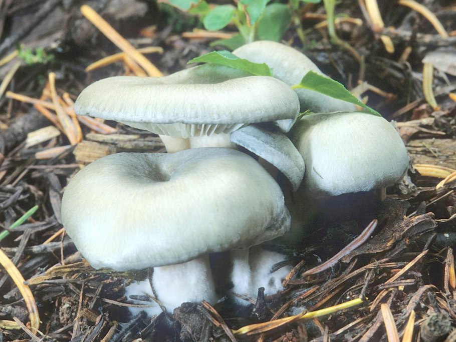 Дымчатая говорушка Clitocybe nebularis