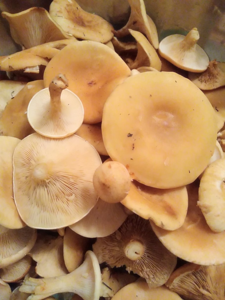 Говорушка ворончатая съедобная