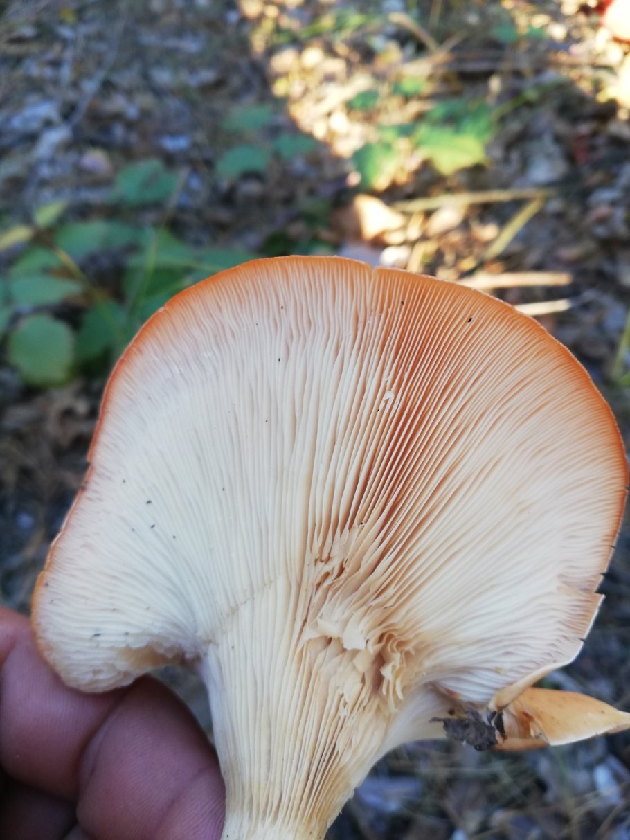 Говорушка беловатая (Clitocybe rivulosa)