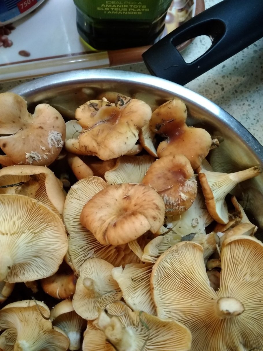 Гриб говорушка Перевернутая