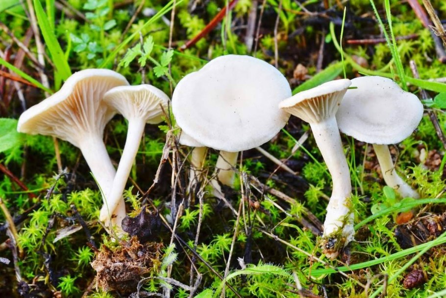 Говорушка беловатая (Clitocybe dealbata)