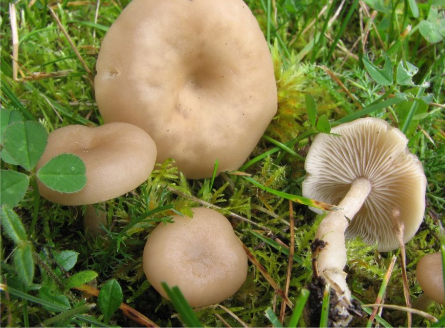 Говорушка беловатая (Clitocybe rivulosa)