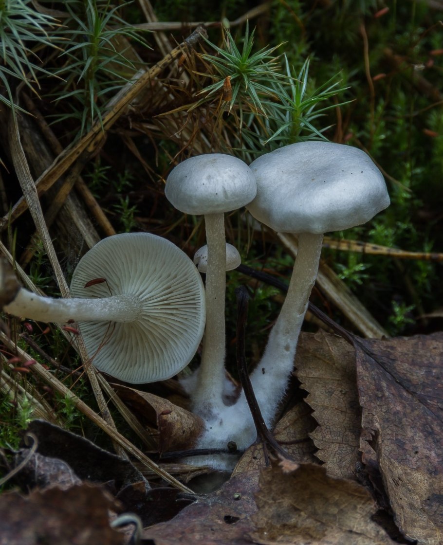 Гриб говорушка беловатая