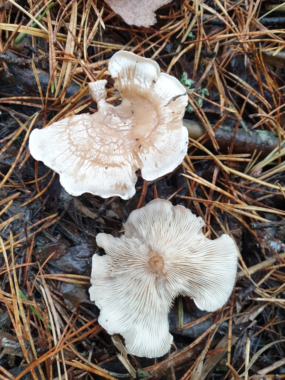 Говорушка восковатая гриб