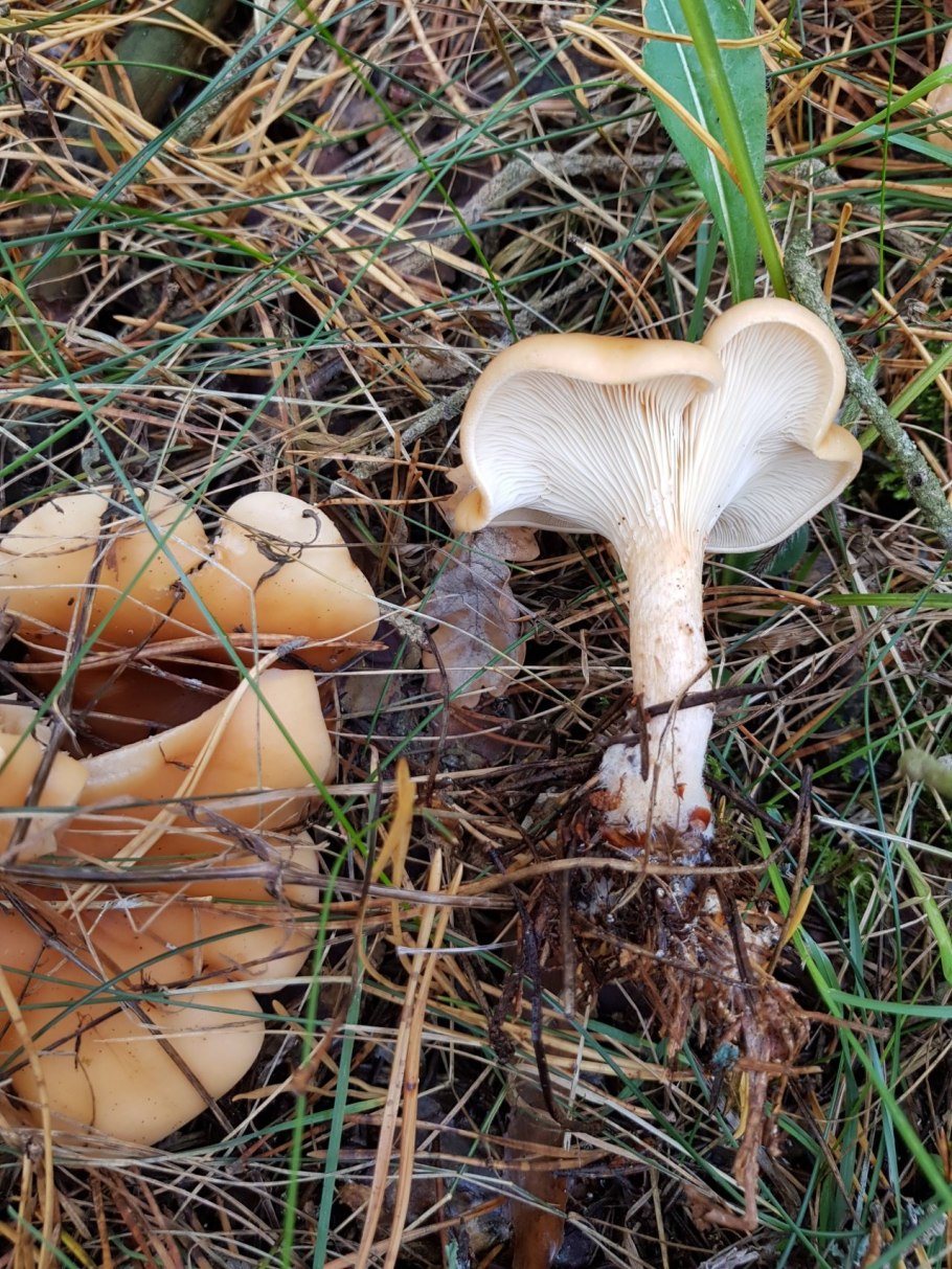 Грибы говорушки съедобные