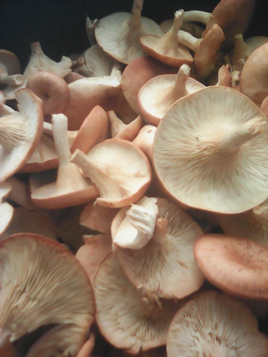 Говорушка восковатая