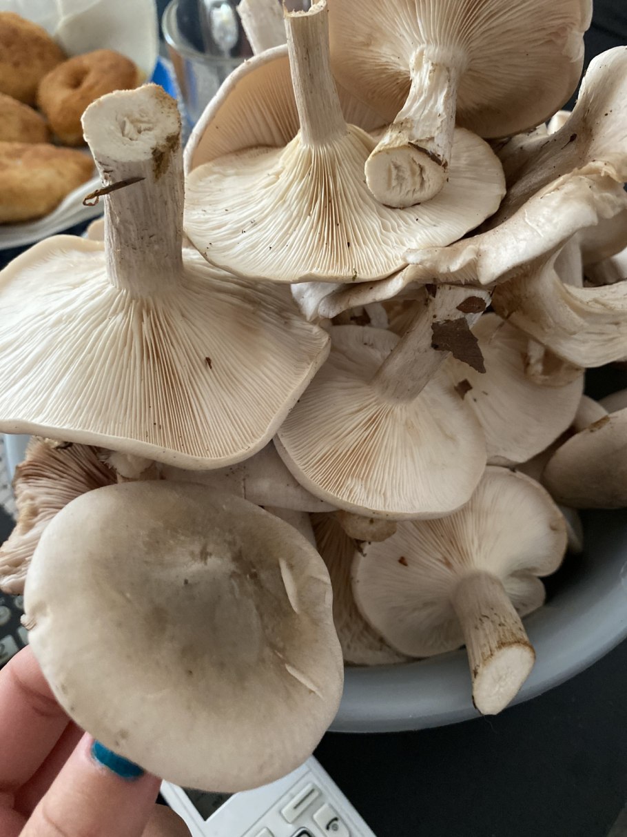 Говорушка буро-желтая Clitocybe Gilva