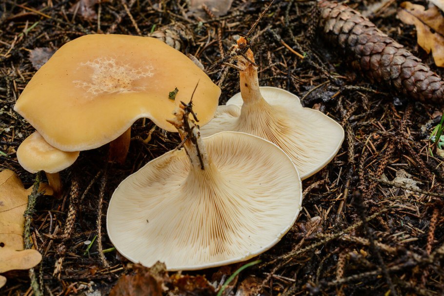 Говорушка желобчатая Clitocybe vibecina