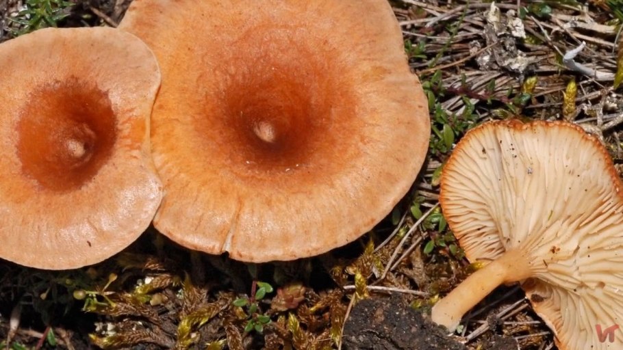 Гриб говорушка съедобный гриб