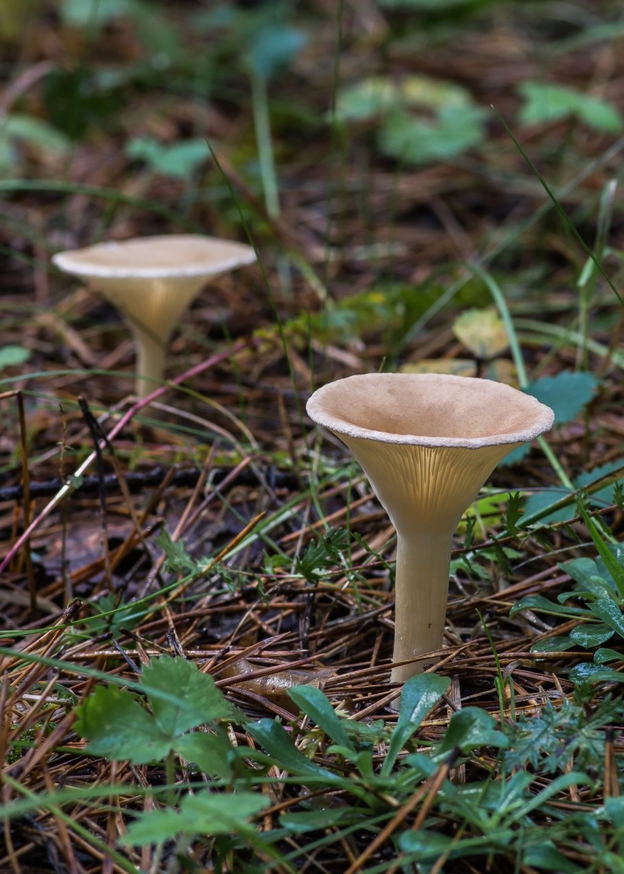 Говорушка подогнутая (Clitocybe geotropa)