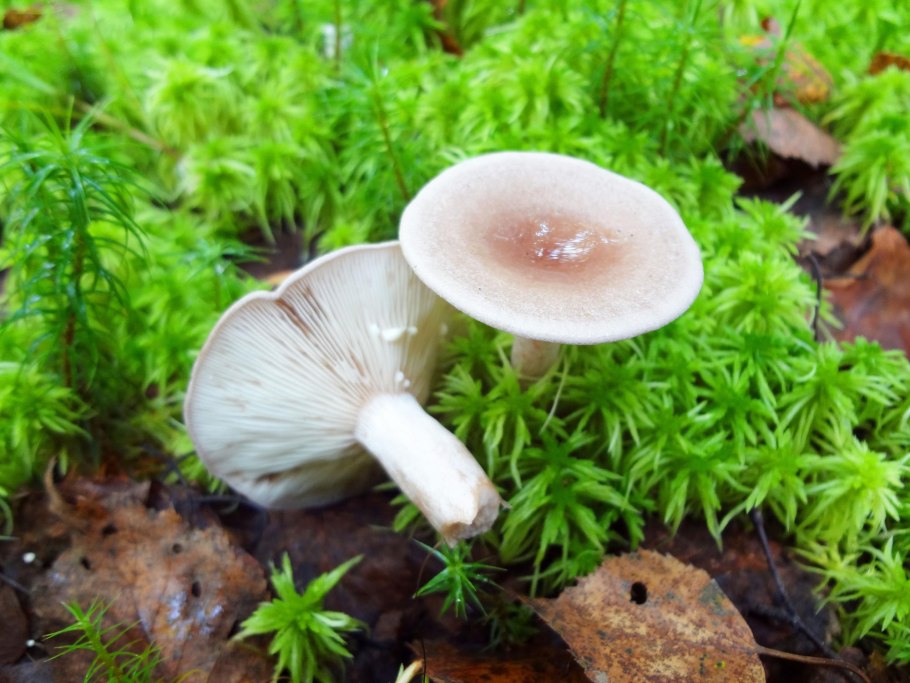 Говорушка благоухающая (Clitocybe fragrans)
