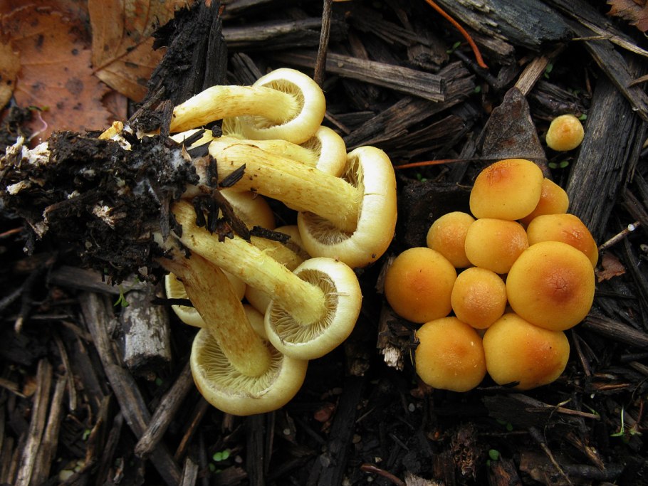 Hypholoma fasciculare
