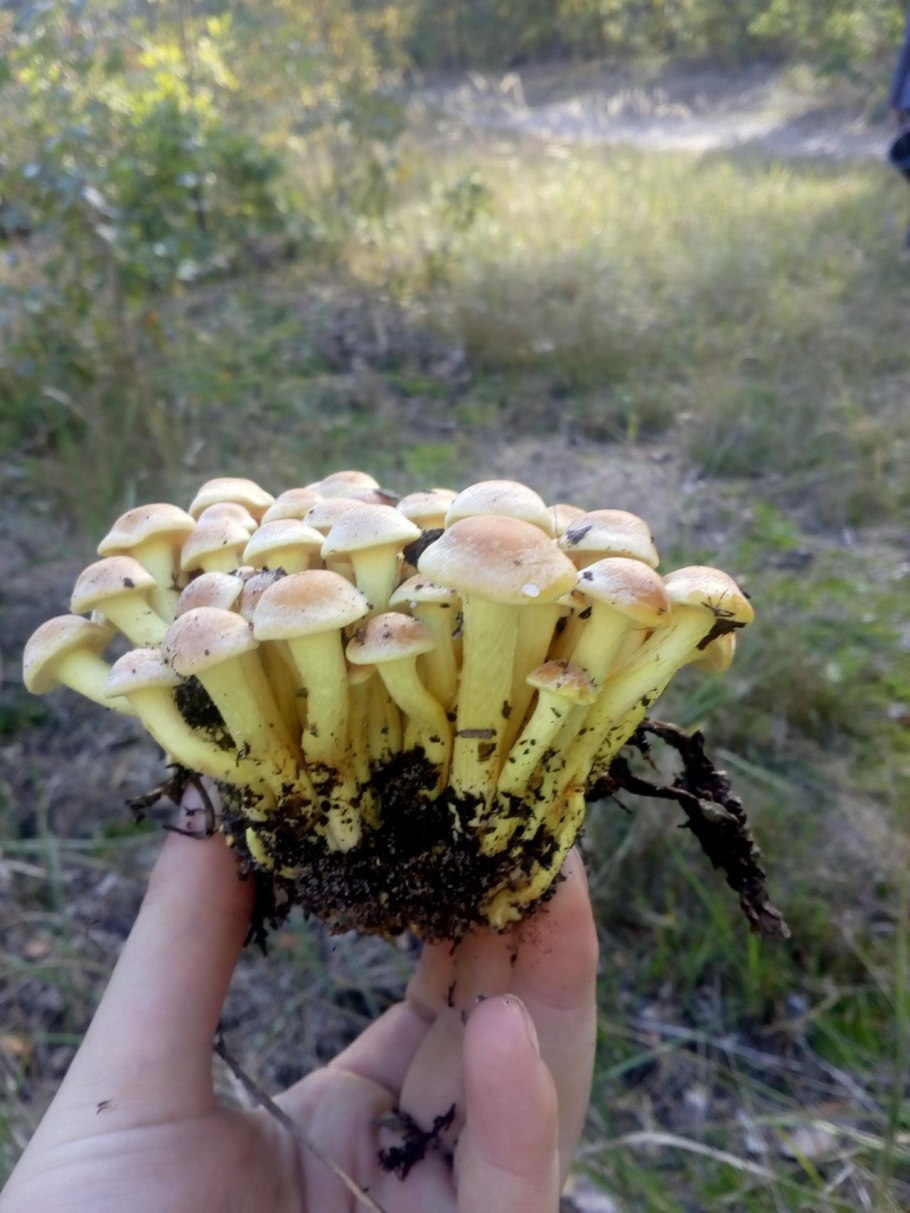 Ядовитые грибы Ложноопенок