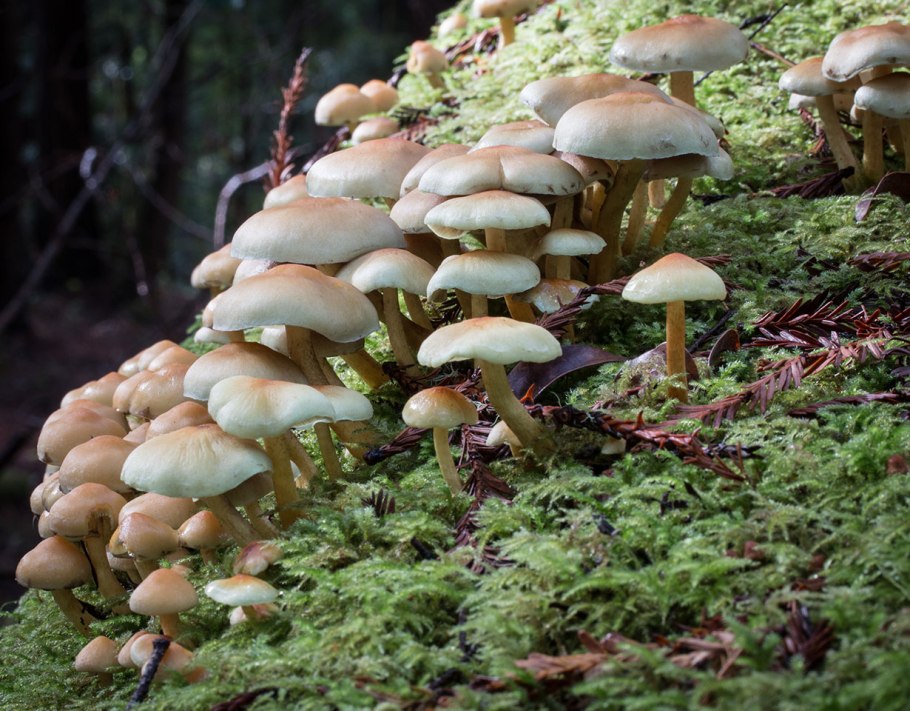 Hypholoma fasciculare
