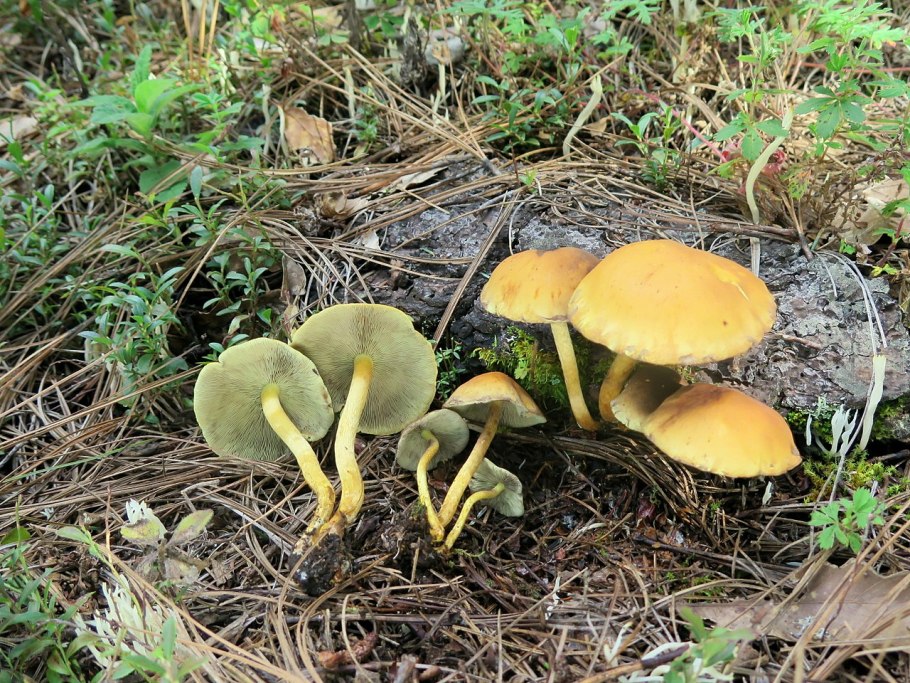 Опенок серопластинчатый Hypholoma