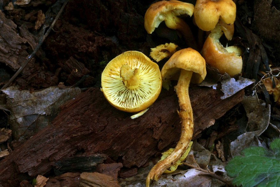 Hypholoma fasciculare