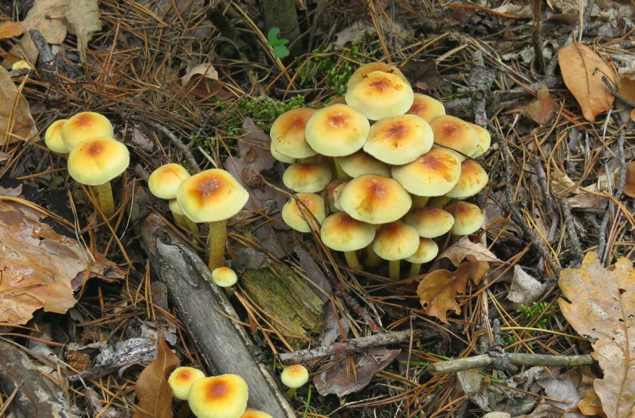 Опенок серопластинчатый Hypholoma