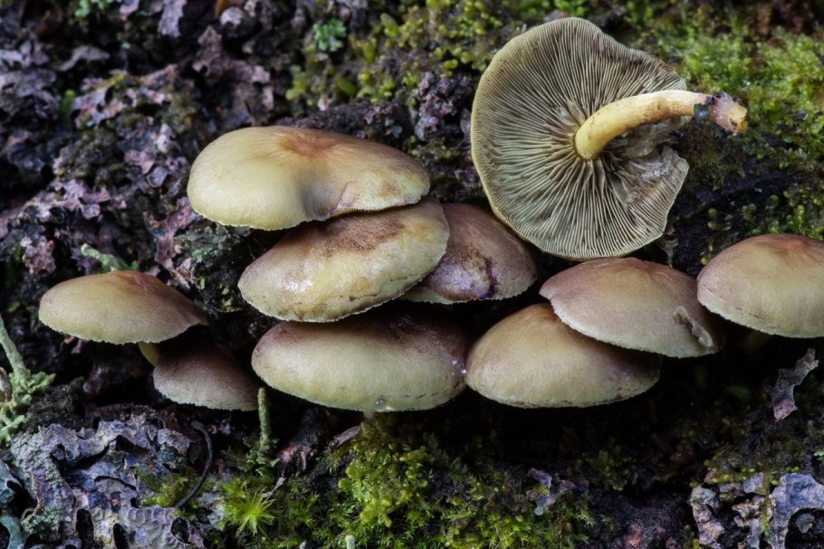Hypholoma lateritium