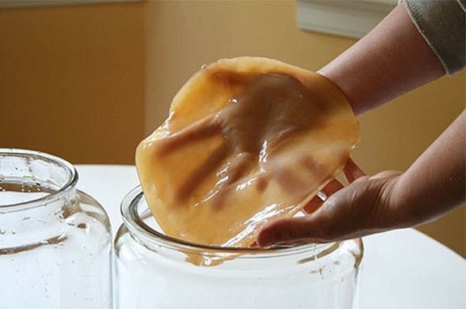 Kombucha чайный гриб