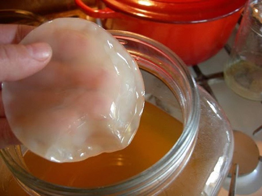 Домашний чайный гриб для похудения