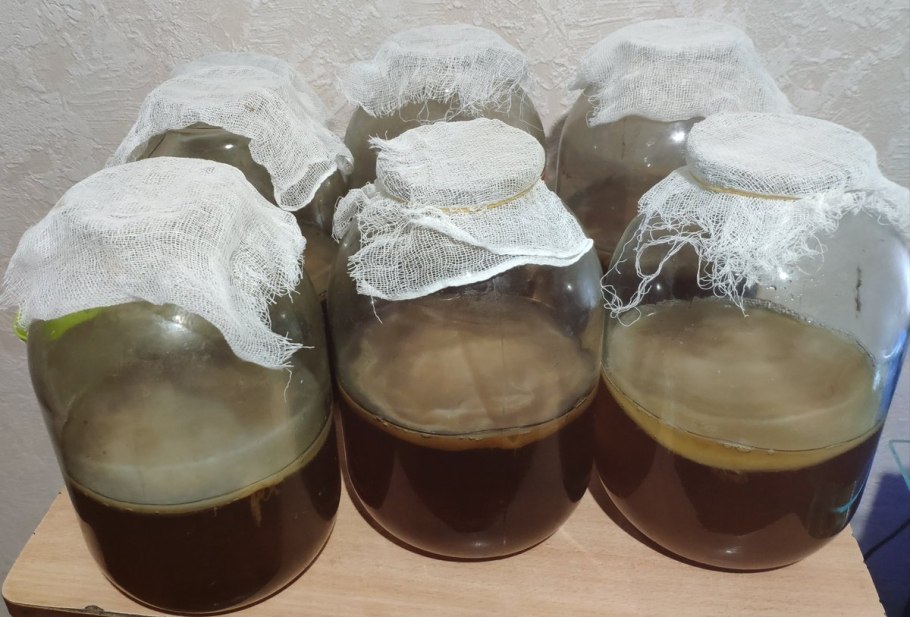 Чайный гриб - Комбуча