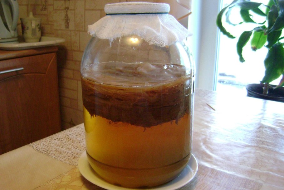 Чайный гриб - Комбуча