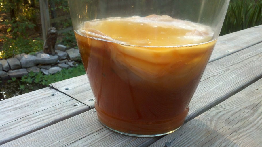 Чайный гриб медуза