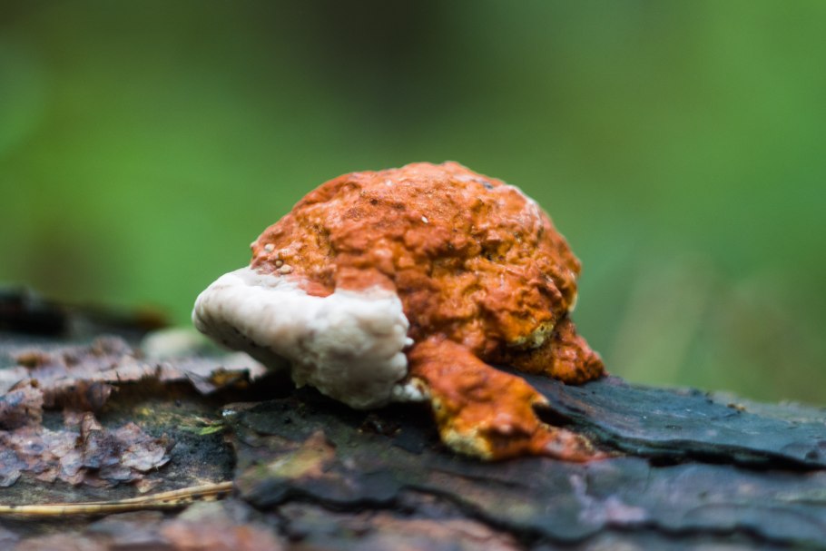 Трутовик Литшауэра