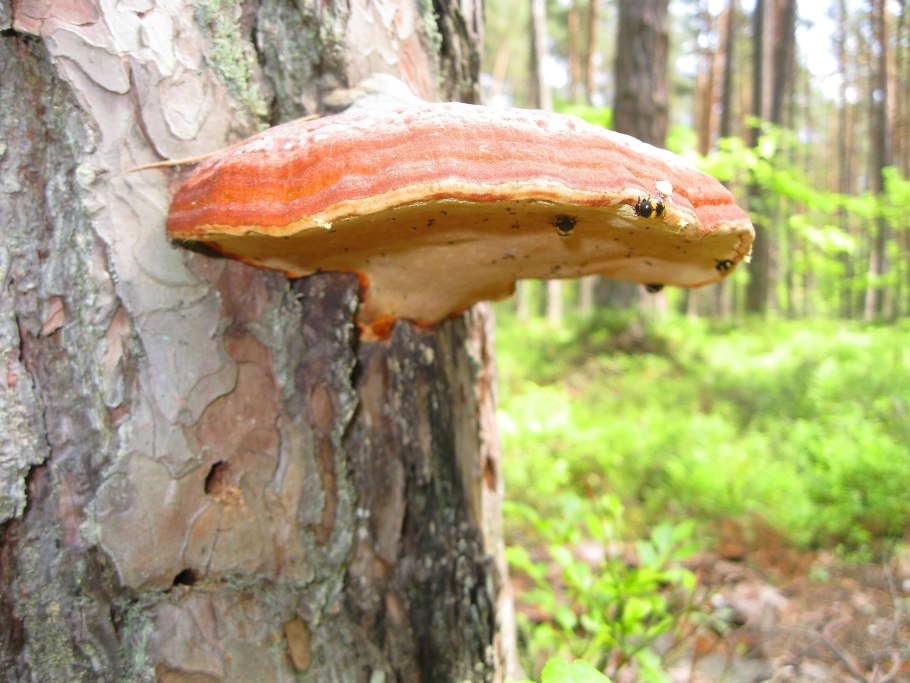 Гриб трутовик на сосне