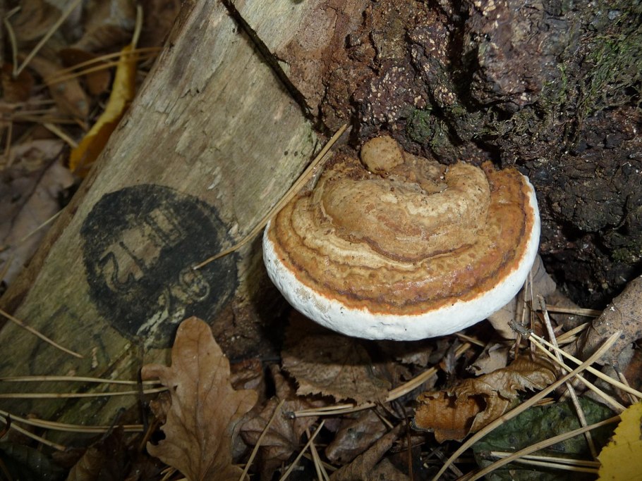Трутовик окаймленный fomitopsis pinicola