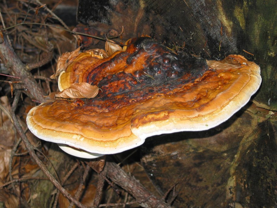 Трутовик окаймлённый