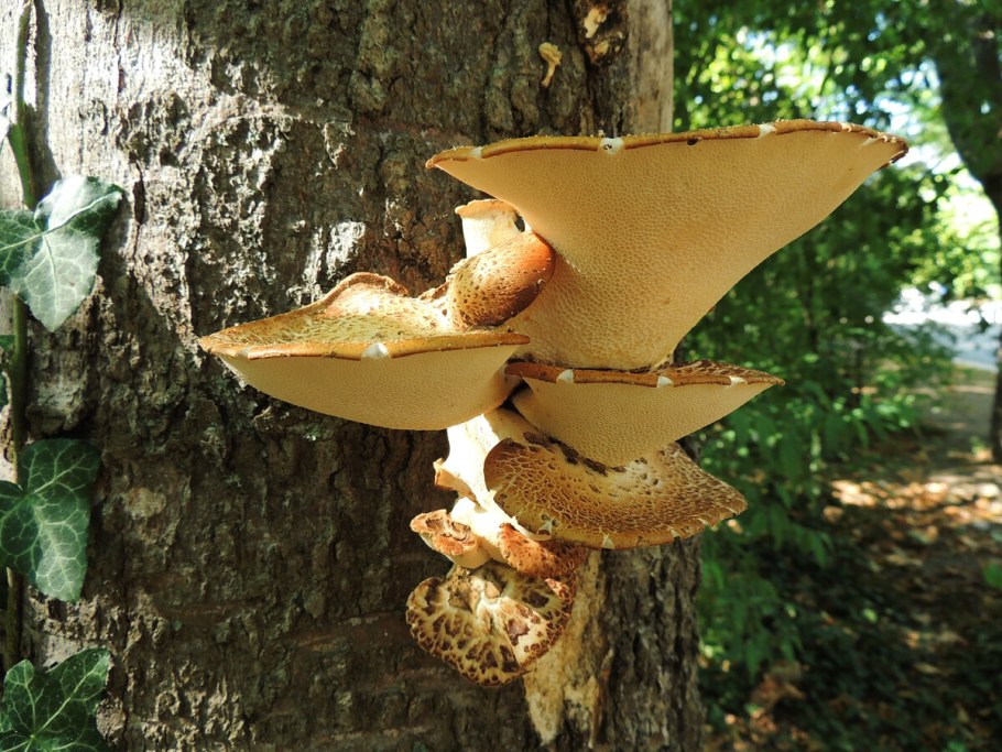 Трутовик чешуйчатый polyporus squamosus