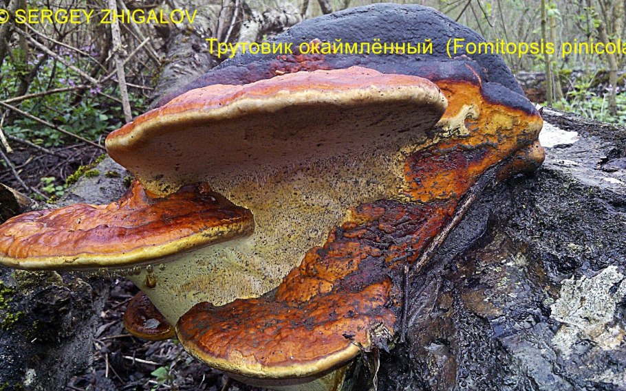 Fomitopsis pinicola - трутовик Сосновый