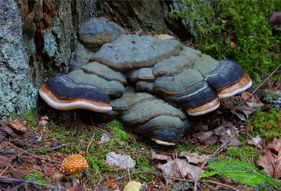 11. Fomitopsis pinicola – трутовик окаймлённый